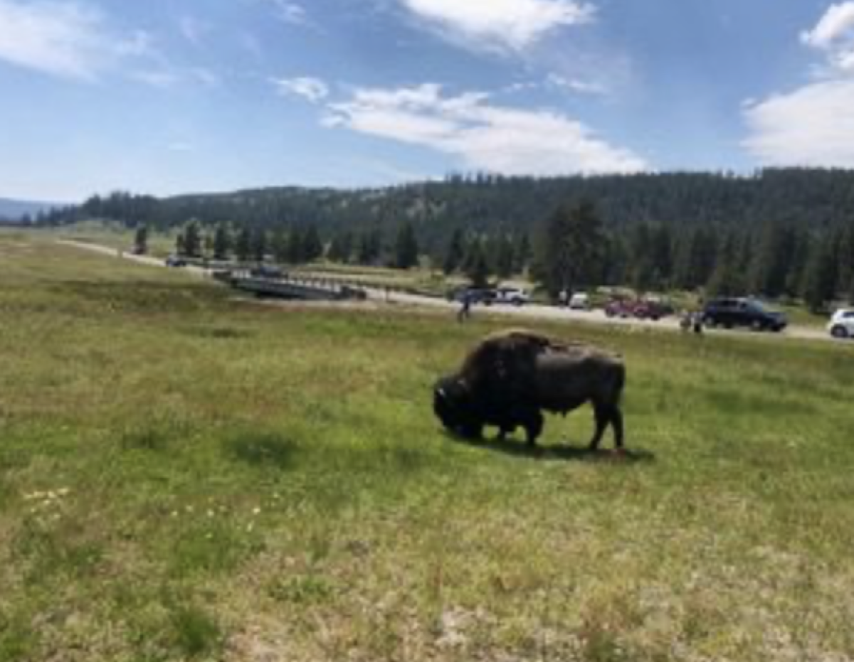 Bison in the field